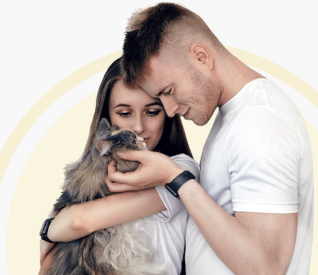 Котики в комфорте: уютный отдых в отеле Сэр Кот Котики в комфорте: уютный отдых в отеле Сэр Кот